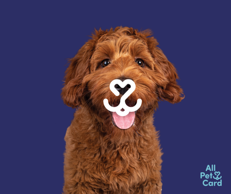 All Pet Card All Pet Card - Payment Options in Saginaw, MI