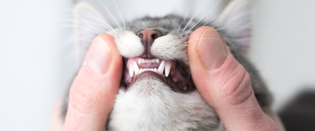 Young cat's teeth