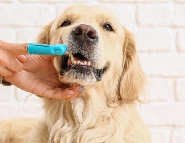 5 Ways to Make Home Dental Care Easier for You and Your Dog
