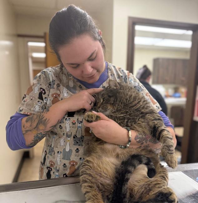 Pet Wellness Care Near Me In Saginaw, MI