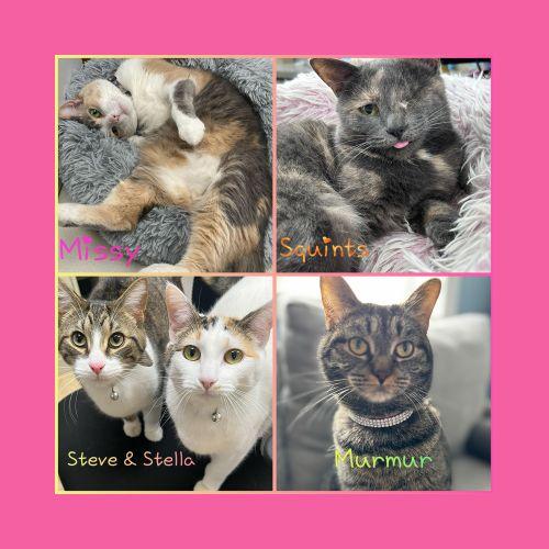clinic cats